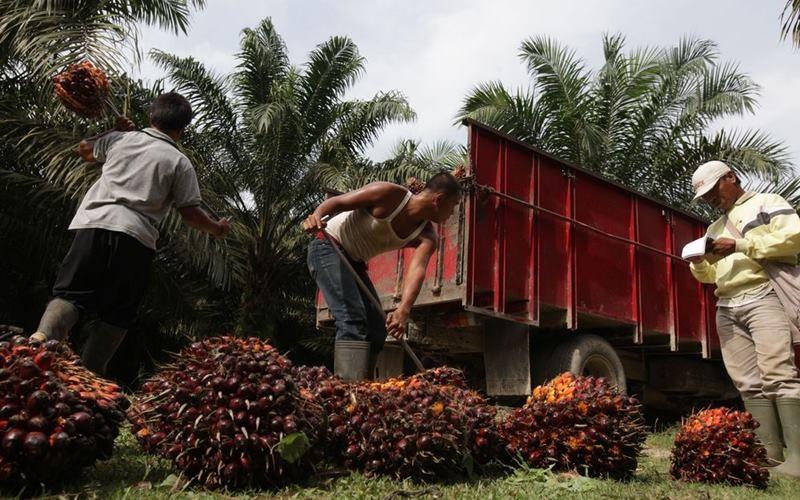 20250219-2buah.jpg