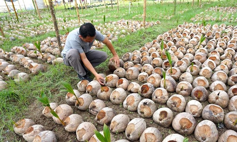 20251211-3kelapa.jpg