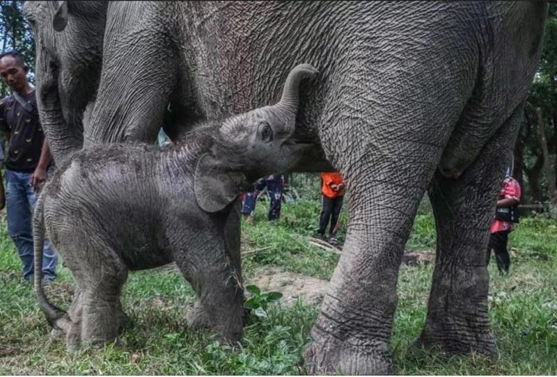 20251227-51gajah.jpg