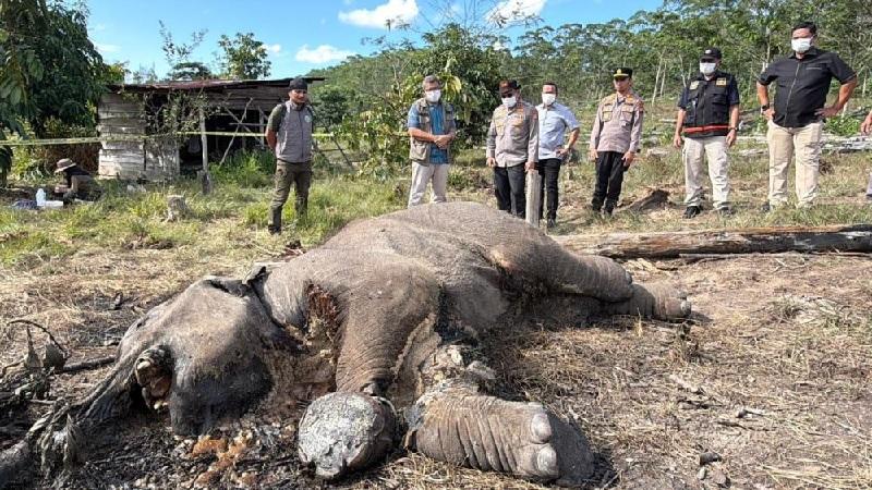 20260226-19gajah.jpg