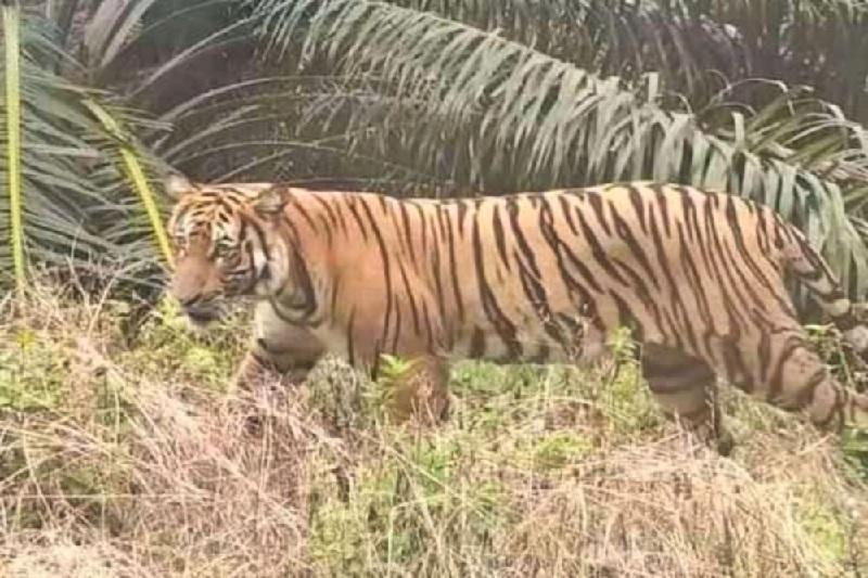 20260227-68harimau.jpg
