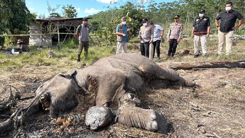 20260302-70gajah.jpg