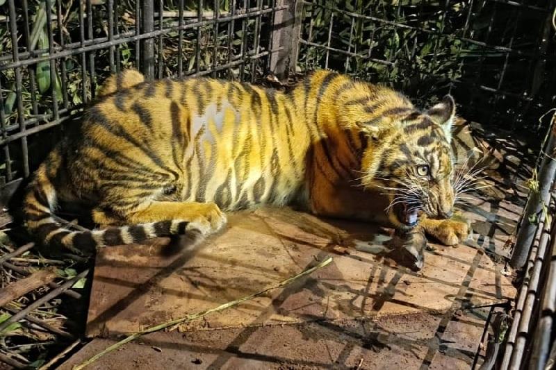 20260313-42harimau.jpg