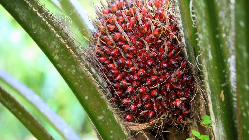 Harga Sawit Naik Gila-Gilaan, Ini Faktor Utama Pemicunya