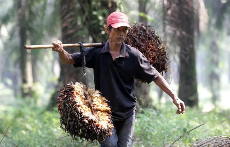 Kontroversi Larangan PKS Tanpa Kebun: Nasib Petani Kecil Bisa Terancam