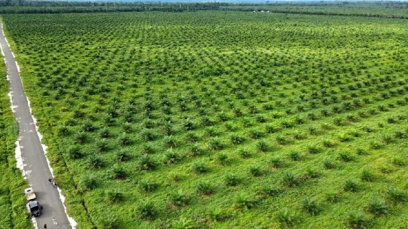 Program PSR Belum Maksimal, Petani Sawit Daerah 3T Masih Terkendala Akses