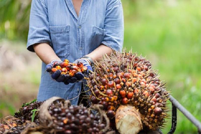 Harga Sawit Mitra Plasma Riau Pekan Ini Naik Jadi Rp3.900 per Kg
