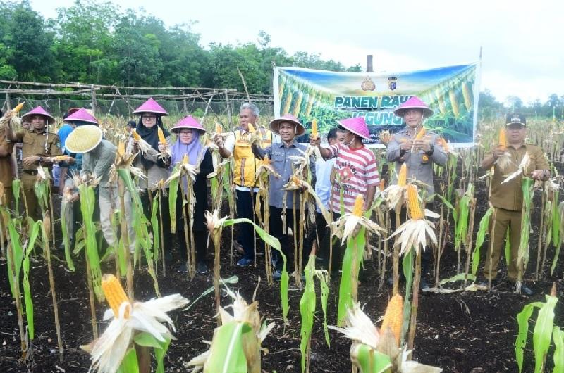 Petani Sukamaju Sukses Sulap Lahan Gambut Jadi Kebun Jagung Produktif
