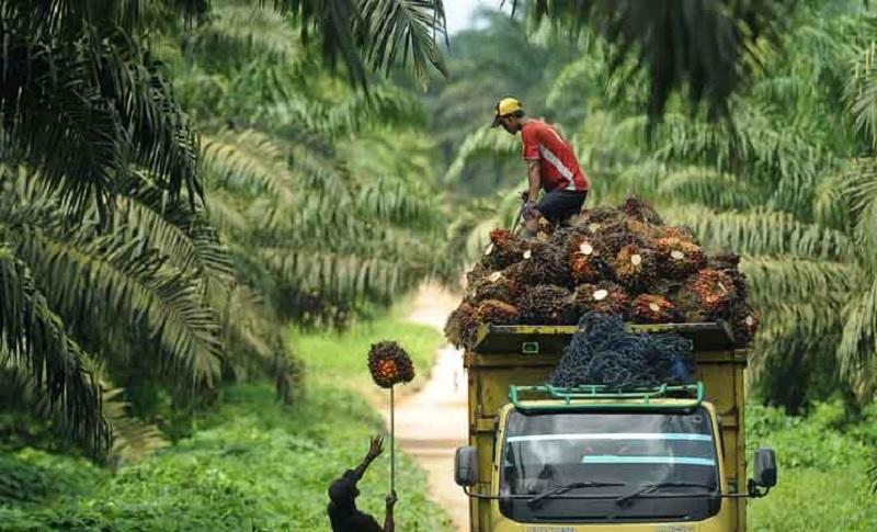 37 Lembaga Ikut Atur Sawit, APKASINDO Desak UU Khusus demi Lindungi Petani