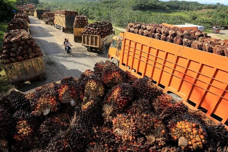 Petani Sawit Desak Pemerintah Batalkan Kebijakan Ekspor Satu Pintu