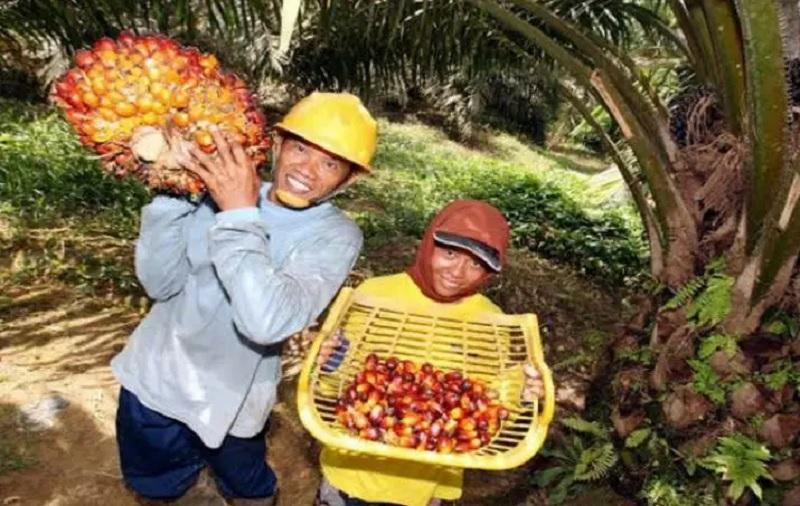 Sawit Perkuat Ekonomi Warga Pasangkayu, Petani Raup Puluhan Juta Tiap Bulan
