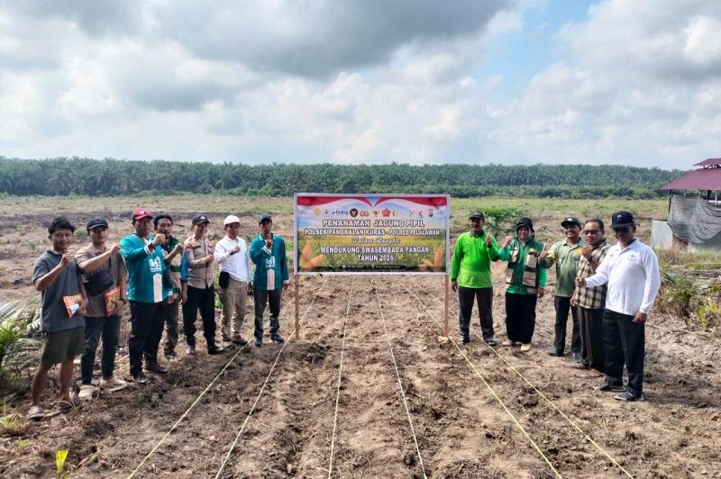 Polsek Pangkalan Kuras Dampingi KUD Harapan Jaya Tanam Jagung 3 Hektare di Lahan Tumpang Sari