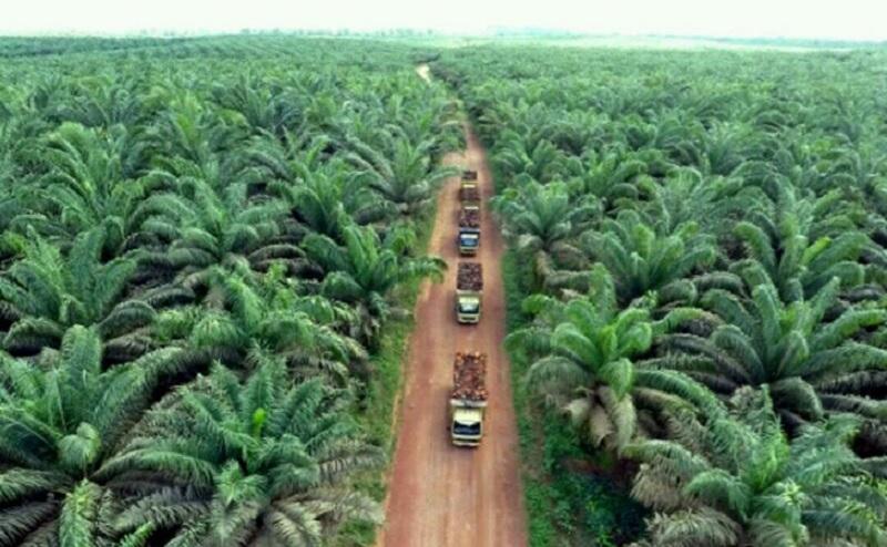Pemprov Riau Siap Sanksi Perusahaan yang Manipulasi Harga Sawit