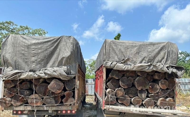 Polres Pelalawan Gagalkan Penyelundupan 260 Batang Kayu Ilegal, Dua Sopir Diamankan