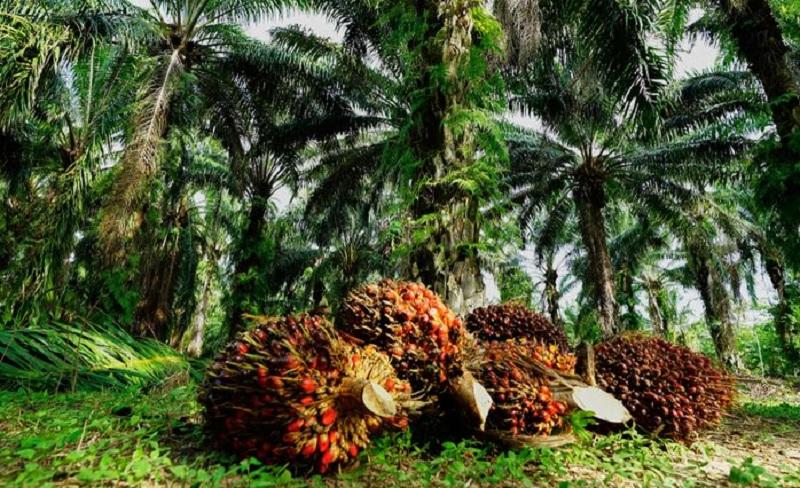 Setelah Dua Pekan Turun, Harga TBS Mitra Swadaya Riau Kembali Menguat