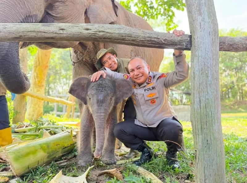 Bayi Gajah “Nona Seroja” Lahir di Tesso Nilo, Simbol Harapan Kelestarian Alam