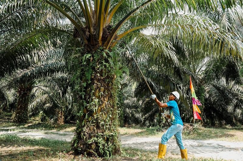 PTPN IV PalmCo Akselerasi Peremajaan Sawit Petani di Riau Perkuat Implementasi Program B50