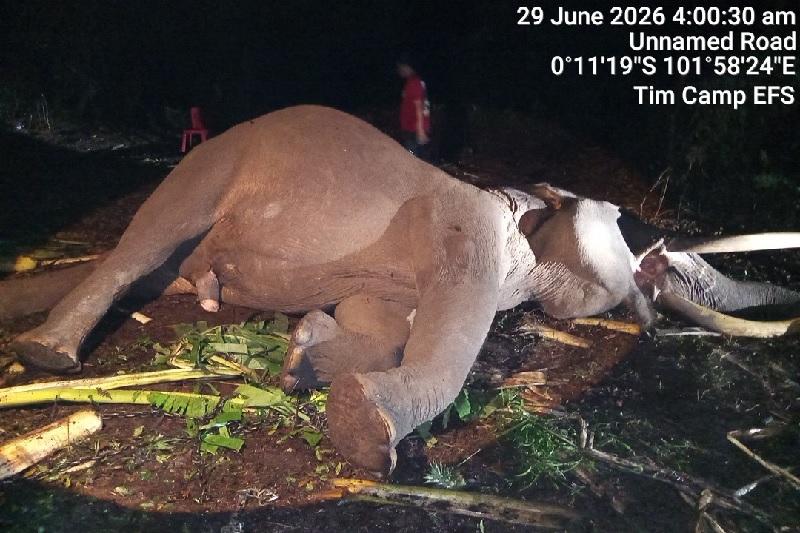 20260629-31gajah.jpg