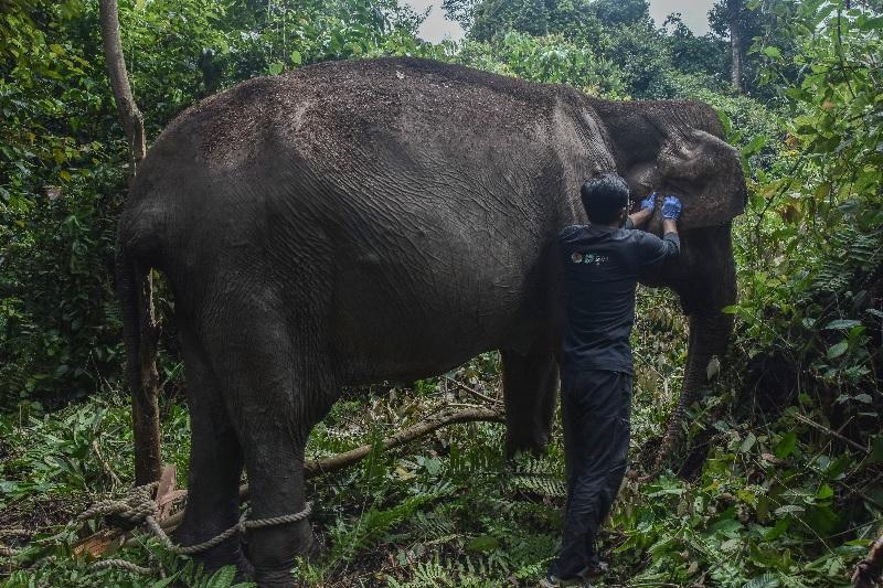 20260706-15gajah.jpg