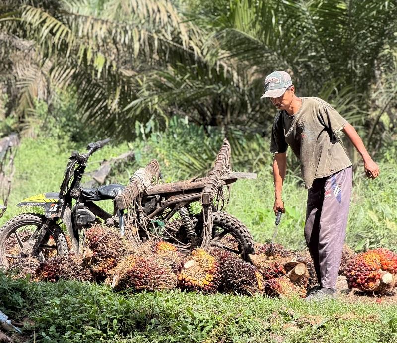 TBS Sawit Swadaya Riau Pekan Ini Dihargai Rp3.796 per Kg
