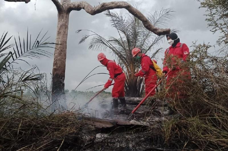 Karhutla Meluas di Pekanbaru, Hanguskan Lebih dari 38 Hektare Lahan