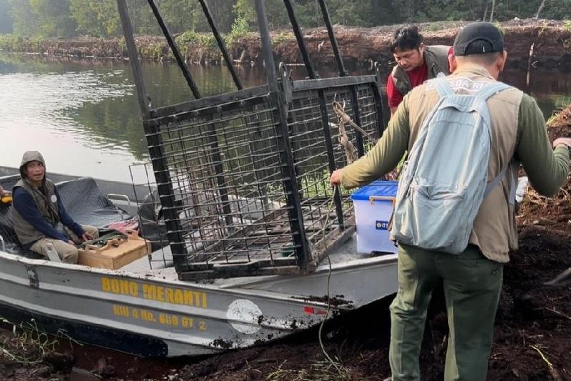 Usai Tewaskan Bocah 12 Tahun, Harimau Sumatera Kembali Makan Korban di Pelalawan