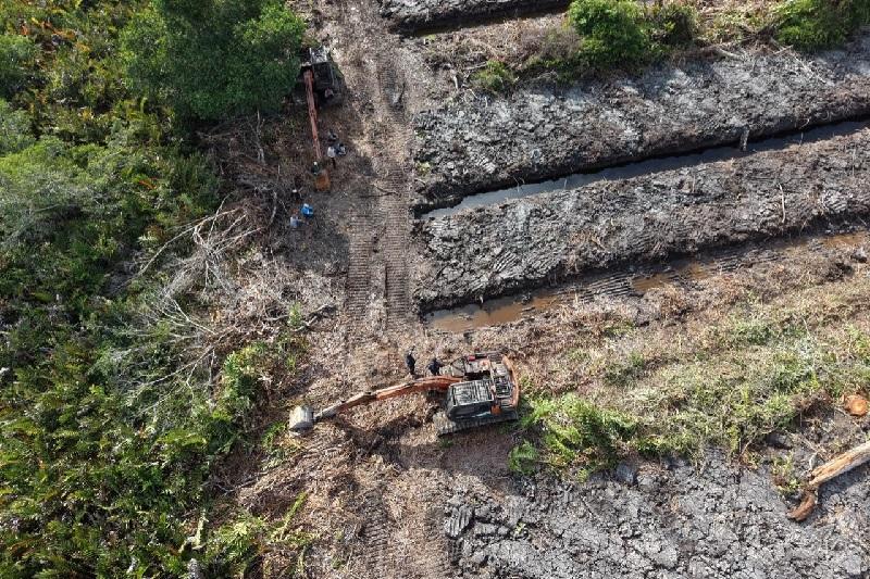 100 Hektare Hutan Mangrove di Rohil Rusak, Polda Riau Turun Tangan