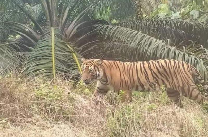 Angkut TBS, Pekerja Sawit Nyaris Jadi Mangsa Harimau Sumatera di Siak