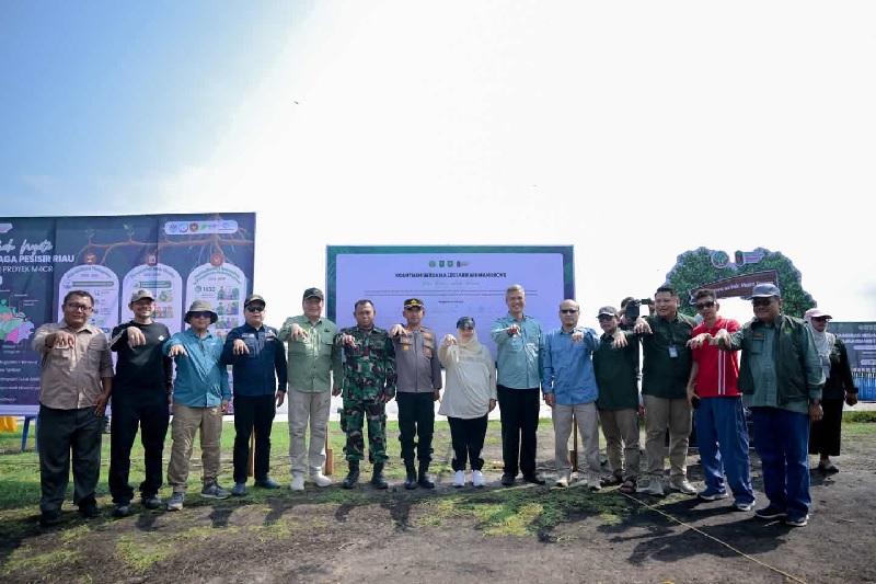 Hari Mangrove Sedunia, M4CR Riau Tanam 1.000 Bibit Mangrove di Bengkalis