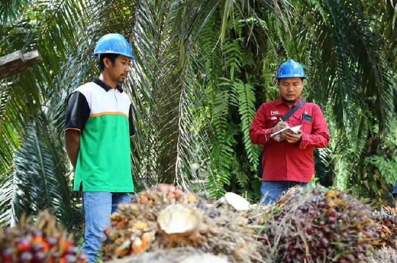 Harga TBS Mitra Plasma Riau Naik Lagi, Tembus Rp3.985 per Kg