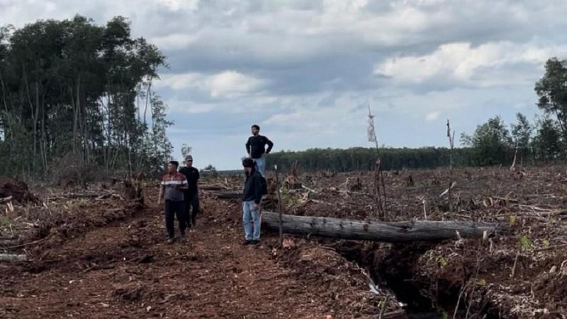 20 Hektare Hutan Dirambah untuk Sawit, Polres Bengkalis Tangkap Pelaku
