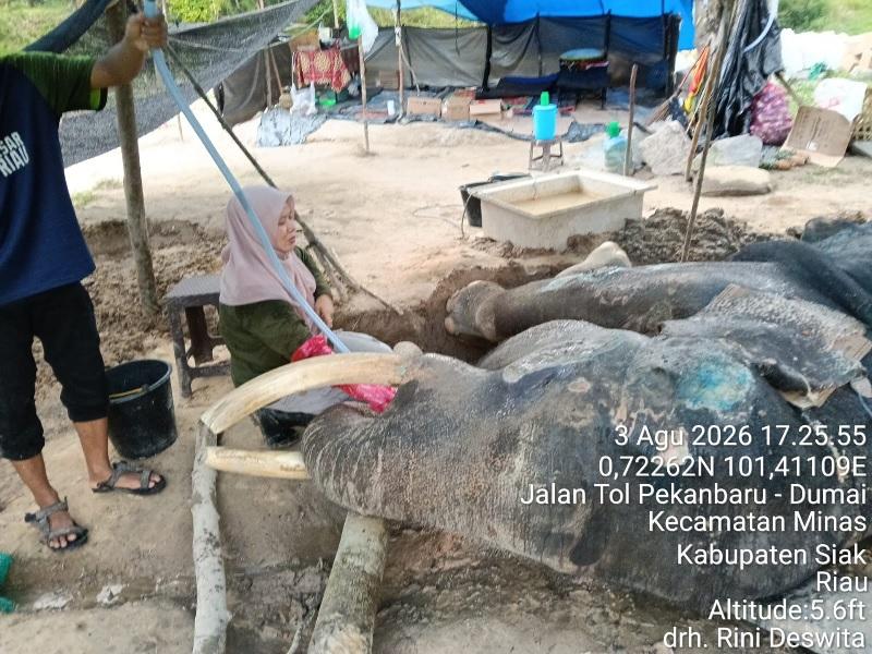20260805-20gajah.jpg