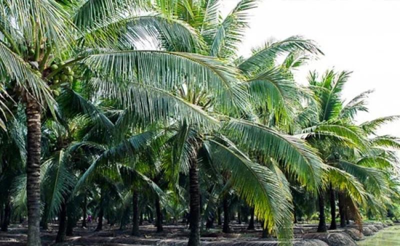 20260810-12kelapa.jpg