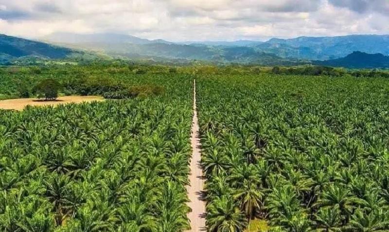 Kontrak Koperasi Sentra Madani Berakhir, Status Lahan 298 Hektare Sawit Kini Dipertanyakan