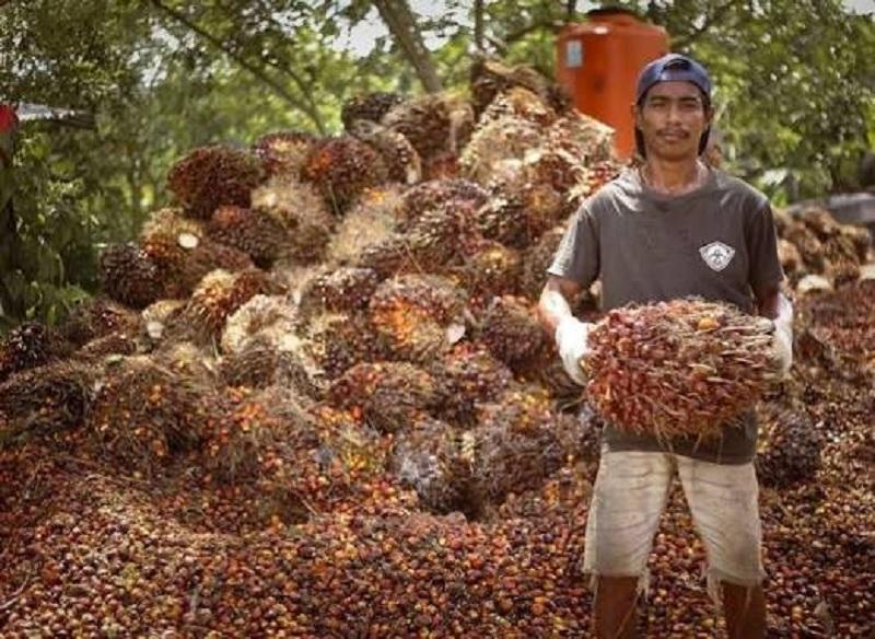 Kembali Naik, Harga Sawit Mitra Swadaya Riau Jadi Rp3.943,46 per Kg