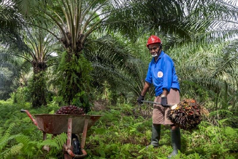 CPO Turun, Sawit Mitra Swadaya Riau Pekan Ini Dihargai Rp3.912 per Kg