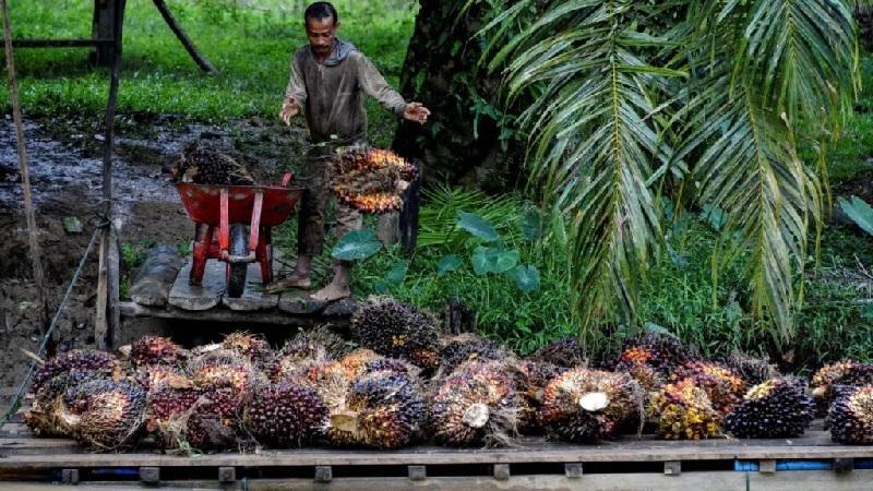 PKS Tanpa Kebun Dinilai Legal, PASPI: Penting bagi Petani Sawit Swadaya