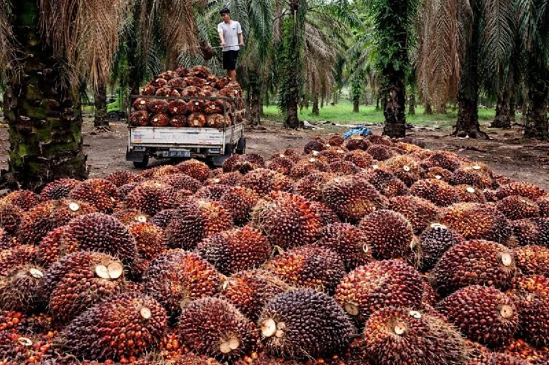Harga Sawit Mitra Plasma Riau Turun Jadi Rp3.976 per Kg