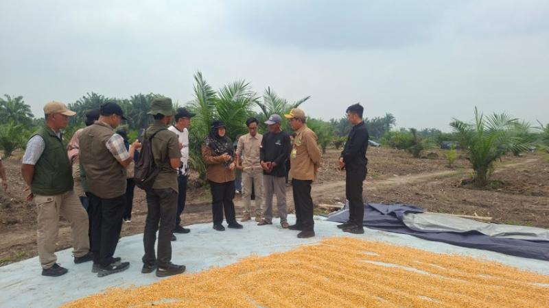 Lahan Replanting Sawit Disulap Jadi Ladang Jagung, Petani di Siak Raup Puluhan Juta Rupiah
