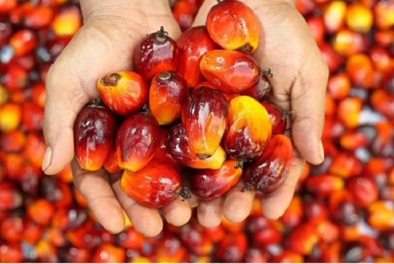 Sawit Swadaya Riau Anjlok, Pekan Ini Dihargai Rp3.733 per Kg