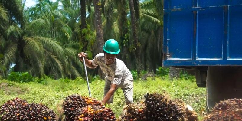 Kembali Turun, TBS Sawit Plasma Riau Kini Dihargai Rp3.745 per Kg