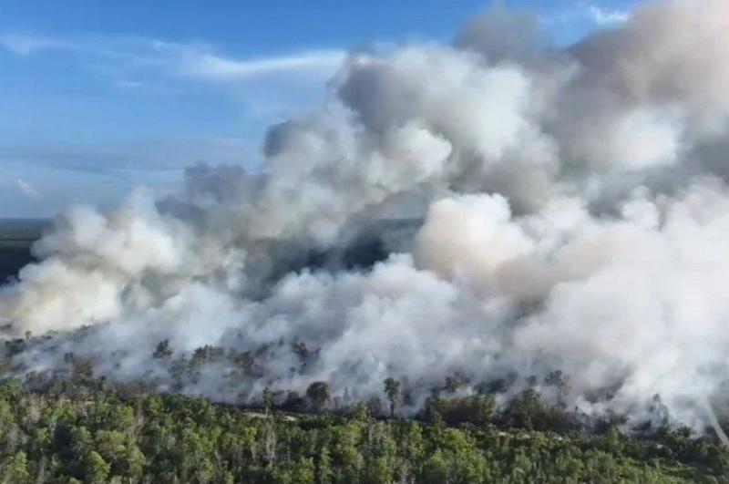 HSI Dukung Revisi UU Kehutanan, Pelaku Karhutla Harus Ditindak Tegas