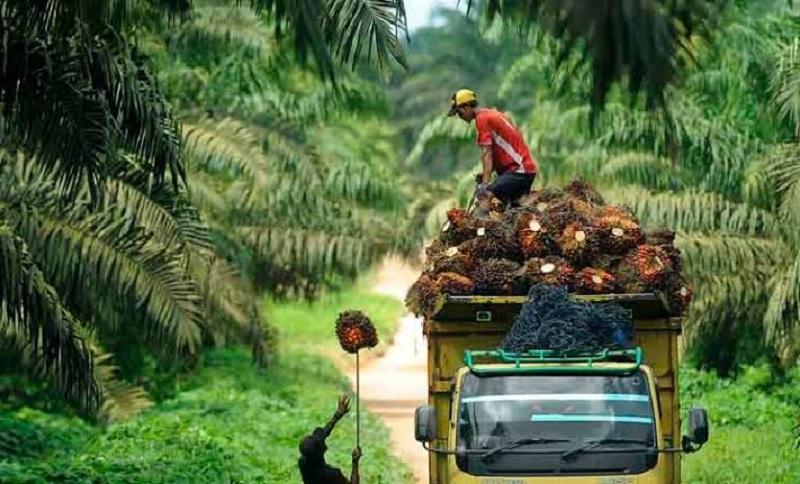 Kelapa Sawit Mitra Plasma Riau Pekan Ini Dihargai Rp3.785 per Kg