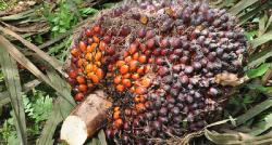 Kelapa Sawit Mitra Plasma Riau Minggu Ini Dihargai Rp3.866 per Kg