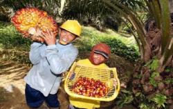 Sawit Perkuat Ekonomi Warga Pasangkayu, Petani Raup Puluhan Juta Tiap Bulan