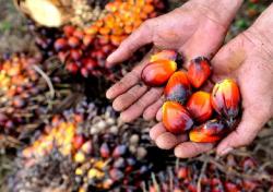 Naik Lagi, Harga Sawit Plasma Riau Pekan Ini Tembus Rp3.932 per Kg