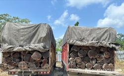 Polres Pelalawan Gagalkan Penyelundupan 260 Batang Kayu Ilegal, Dua Sopir Diamankan