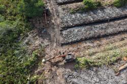 100 Hektare Hutan Mangrove di Rohil Rusak, Polda Riau Turun Tangan