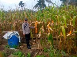 Jagung Ketahanan Pangan di Rohil Tumbuh Subur, Hasil Panen Diperkirakan 4 Ton