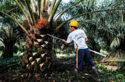 Harga Sawit Mitra Swadaya Riau Naik Jadi Rp3.884 per Kg